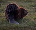 Bild: Karl-Josef Hildenbrand/dpa/Archivbild
Ein Biber sitzt in der Abenddämmerung auf einer Wiese.