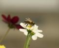 Bild: Martin Schmid
Der Mensch freut sich über Bienenbesuch.