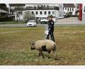 Bild: Polizei Waldmünchen
Die Polizei Waldmünchen spürte den entflohenen Eber auf. Er war am Ostermontag aus einer Metzgerei abgehauen.