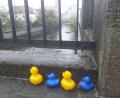 Bild: tk
Diese vier nassen Plastik-Enten warten im Regen bereits auf ihren Einsatz. Start ist um 15.30 Uhr.