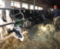 Symbolbild: Patrick Seeger/dpa
So kann Anbindehaltung aussehen. Ab 2024 will unter anderem Aldi Eigenmarken-Milch aus genau jener Anbindehaltung nicht mehr verkaufen.