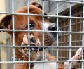 Archivbild: Petra Hartl
Für das Tierheim zahlt die Gemeinde Illschwang nicht nur eine Grundpauschale, sondern auch für Fundtiere.