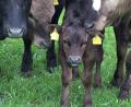 Bild: Schirin Oeding/exb
Von Mai bis September herrscht Idylle auf der Sommerweide. Die Wagyu-Rinder fressen hauptsächlich das, was auf der Wiese wächst.