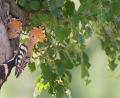 Bild: Markus Gläßel/LBV-Bildarchiv/exb
Vom Wiedehopf gibt es keine 1000 Brutpaare in ganz Deutschland: Nun wurde der Vogel mit dem besonderen Aussehen auch im Landkreis Neustadt/WN gesichtet.