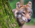 Symbolbild: Lino Mirgeler/dpa
Nur in Wildparks sind solche Bilder möglich. Der Wolf ist scheu. In der Oberpfalz wird er regelmäßig von Wildkameras fotografiert, die automatisch auslösen.
