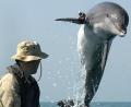 Symbolbild: Brien_Aho
Militärisch ausgebildete Delfine sollen Schiffe vor feindlichen Tauchern schützen.