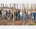 Bild: no
Mehr als 20 Helfer waren beim Aufstellen der Stangen im Illschwanger Hopfengarten dabei. Einige Frauen waren gleichzeitig damit beschäftigt, Unkraut zu jäten.