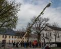 Bild: Susanne Forster
Rund 45 Minuten lang mussten die Männer anpacken, um den Maibaum in seine finale Position zu heben.