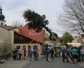 Bild: jr
40 Konnersreuther Burschen stellten am Samstagnachmittag einen 31 Meter langen Maibaum am Therese-Neumann-Platz auf. Ausschließlich mit Muskelkraft wurde der Baum in die Höhe gehievt.
