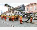Bild: njn
Muskelkraft war bei den Aktiven der Feuerwehr bei der Aufstellung gefragt. Aus Sicherheitsgründen wurde der alte, gut vier Jahre alte Stamm nicht mehr wiederverwendet. Heuer hat er eine Höhe von knapp 23 Metern.