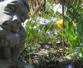 Bild: ads
Der Frühling hat im Schnaittenbacher Kräutergarten Einzug gehalten und lässt das botanische Kleinod erblühen.