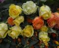 Bild: jr
1600 Rosen in verschiedenen Farben verteilt der Gewerbeförderverein Mitterteich am Freitag und Samstag, 6. und 7. Mai, in 33 Geschäften.