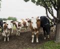 Bild: Steinwald-Allianz
Ein Schwerpunkt der Öko-Modellregion im Steinwald ist die Vermarktung von Bio-Rindfleisch. Hier sind Tiere vom Betrieb von Matthias Zahn aus Eiglasdorf zu sehen.