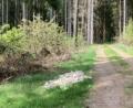 Bild: Polizei Vohenstrauß/exb
In einem Waldstück bei Waldthurn haben Unbekannte unbefugterweise Bauschutt abgeladen.