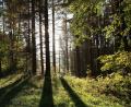 Symbolbild: Matthias Bein/dpa-Zentralbild/ZB/Symbolbild
Die Sonne scheint in einem Wald zwischen Bäumen hindurch. Insgesamt 100 neue Mitglieder konnte die Forstbetriebsgemeinschaft Amberg-Schnaittenbach im vergangenen Jahr aufnehmen.