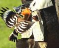 Symbolbild: Thomas Blank
Vergangenes Jahr gab es einen Brutnachweis für den Wiedehopf im wärmeverwöhnten Lauterachtal. Und auch heuer waren schon Rufe des seltenen Vogels zu hören.