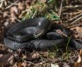 Bild: Siegfried Steinkohl
Schwarze Exemplare der Kreuzotter werden im Volksmund Höllenottern genannt.