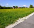 Bild: bkr
Zum Baugebiet „Nördlich der Marktredwitzer Straße“ soll diese Wiese werden. Blühender Hahnenfuß gibt ihr einen gelben Anstrich.