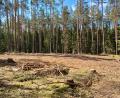 Bild: sne
Eine geeignete Fläche für den geplanten Waldkindergarten ist im Wald bereits vorhanden.
