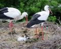 Bild: lst/exb
Nachwuchs bei den Storchen-Eltern in Floß: Drei Küken sind im Moment im Nest zu beobachten.