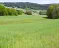 Bild: bkr
Ziel des Bauplans zur Geländeauffüllung ist es, die sich Richtung Döberein neigende Senke aufzufüllen. Darin enthalten ist auch das Erlenbruchwäldchen auf der rechten Bildseite. Der untere Waldsaum markiert dabei die Grundstücksgrenze. Der Landwirtschaft soll damit geholfen werden.