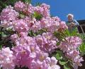 Bild: Gabi Schönberger
Hans Melzer aus Neustadt/WN blickt auf die Blütenpracht seines Rhododendron herab.