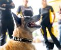 Bild: Meier, Marco
Dieser Hund folgt aufs Wort: Rock zeigt vor den Postboten seine Zähne. Er spielt beim Hundetraining für Zusteller in Weiden den "Aggressiven".
