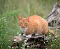 Symbolbild: Soeren Stache/dpa
Streunende Katzen werden auch im Landkreis Tirschenreuth zunehmend ein Problem. Doch wie sollte mit herrenlosen Tieren umgegangen werden?