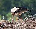 Bild: gz
Noch nicht viel zu sehen vom Storchennachwuchs ist im Horst auf dem Kamin des historischen Kommunbrauhauses. Die Elternvögel sorgen aber reichlich für Nahrung für ihre Jungen.
