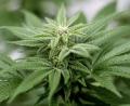 Symbolbild: Matt Masin/dpa
Marihuana baute ein Mann in seiner Wohnung im östlichen Landkreis Neustadt an.