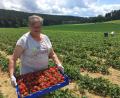 Bild: ihl
Franziska Hofstetter kann den Blick nicht von den Erdbeeren lassen. Sie mag deshalb nicht in die Kamera schauen. Nicht nur auf dem Feld bei Unteraich hat die Saison begonnen.