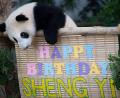 Bild: Vincent Thian/AP/dpa
Der weibliche Panda „Sheng Yi“, der 2021 in einem malaysischen Zoo geboren wurde, betrachtet an seinem ersten Geburtstag im National Zoo seine Geburtstagsdekoration.