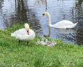 Bild: Hedrich/exb
Bei den Schwänen im Sulzbach-Rosenberger Bürgerpark hat sich wieder Nachwuchs eingestellt.
