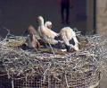 Bild: Webcam Stadt Weiden/exb
Am Freitagvormittag war das jüngste Storchenkind (links) im Weidener Nest auf dem Alten Schulhaus noch am Leben. Der Größenunterschied ist deutlich, die Verletzungen sind zu erahnen. Am frühen Abend war der Kleine scheinbar nicht mehr im Nest. Die Webcam zeigte nur noch die drei großen Geschwister.