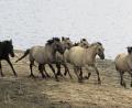 Bild:  Bernd F. Meier/dpa
Im Galopp: Die Konik-Pferde gehen in dem Naturschutzgebiet ihre eigenen Wege.