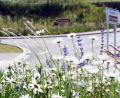 Bild: Gabi Schönberger
Das "Unkraut" am Neustädter Kreis empfindet der Stadtrat als "greislich". Die LBV-Naturschutzgruppe Weiden-Neustadt/WN erinnert hingegen an den kommunalen Auftrag in Bezug auf insektenfreundliche Flächen.
