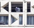 Archivbild: Gabi Schönberger
Mit diesem Anblick soll es bald vorbei sein: Die Einhöhlungen am Josefshaus werden versiegelt, die Tauben in einen Taubenschlag auf dem Dach getrieben.