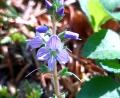Bild: Wolfgang Winter/exb
Der Wald-Ehrenpreis (Veronica officinalis).