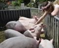 Bild: Petra Hartl
Annalena Brams, die bayerische Bio-Königin, war zu Besuch auf dem Biohof Kunert in Erkelsdorf (Neukirchen/Landkreis Amberg-Sulzbach).