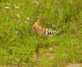 Bild: bö
Der Wiedehopf wurde vom NABU und dem LBV (Landesverband für Vogelschutz in Bayern) zum Vogel des Jahres 2022 gekürt.