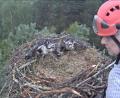 Screenshot: Stadt Eschenbach/Horst-Livestream
Über einen Livestream kann die Adlerfamilie am Rußweiher beobachtet werden. Am Freitag wurden die Kleinen von Adlerexperten Daniel Schmidt Rothmund beringt.