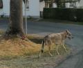 Bild: Sandra Wifling
Ein wolfsähnlicher Vierbeiner verunsicherte in und um Münchenreuth die Bewohner. Viele hatten Angst, dass es sich dabei um einen Wolf handeln könnte. Seit einer Woche ist das tier spurlos verschwunden.