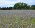 Bild: Jennifer Bergmann
Phazelie, Klatschmohn und Ringelblumen finden sich auf der Blühwiese bei Pilmersreuth am Wald.