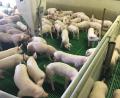 Bild: ihl
Diese Ferkel auf dem Schanderlhof ahnen nicht, dass sie nicht sonderlich gefragt sind. Die Krise der Landwirtschaft durch steigende Futtermittel-, Dünger- und Energiepreise trifft Schweinehalter besonders hart, unter anderem auch weil der Appetit auf Schweinefleisch nachlässt.