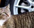 Symbolbild: Hauke-Christian Dittrich
Am Gaisweiher bei Flossenbürg wurde eine verstümmelte tote Katze gefunden.