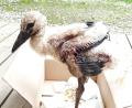 Bild: Ferdinand Baer
Der jüngste der diesjährigen Weidener Störche bei seiner Ankunft in der LBV-Vogelstation in Regenstauf. Deutlich zu sehen: der von seinen Geschwistern völlig ramponierte Flügel.