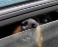 Symbolbild: Stephan Jansen/ dpa
Die Polizei Sulzbach-Rosenberg befreite einen Hund aus einem überhitzten Auto.