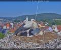 Bild: Webcam Stadt Pfreimd
Diese beiden Pfreimder Jungstörche machen es sich phasenweise noch gemütlich im Nest und halten sich mit Rundflügen zur Futtersuche zurück. Die Gefahr, dass sie wegen der anhaltenden Trockenheit nichts mehr zu fressen finden, sieht Storchenbetreuer Arnold Kimmerl aber nicht.