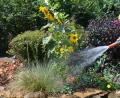 Bild: ak
Trinkwasser ist in der Hitzeperiode knapp und sehr wertvoll. Einige Gartenbesitzer wollen ihre Blumenpracht und grünen Rasen über die Trockenheit retten. Dafür möchten sie mittels eines eigenen Gartenwasserzählers Kanalgebühren sparen.