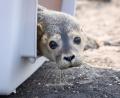 Bild: Jonas Walzberg/dpa
Seehund Friso schaut während seiner Auswilderung neugierig aus der Transportbox.